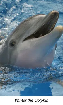 Dolphin Tale 1, Dolphin Tale 2