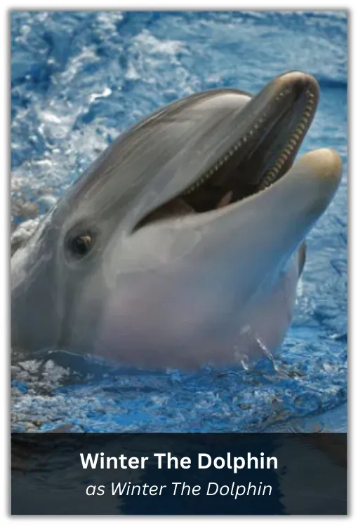 dolphin tale 1 (8)